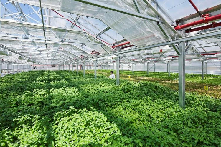 Trồng rau trên nóc siêu thị ảnh 5
